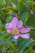 CAROLINE BELL NATIONAL COLLECTION OF SASANQUA CAMELLIAS, DEVON, NOVEMBER, PINK FLOWERS, BLOOMS OF CAMELLIA SASANQUA HUGH EVANS, SHRUBS