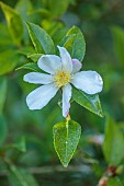 CAROLINE BELL NATIONAL COLLECTION OF SASANQUA CAMELLIAS, DEVON, NOVEMBER, WHITE, PALE PINK FLOWERS, BLOOMS OF CAMELLIA SASANQUA RAINBOW, SHRUBS