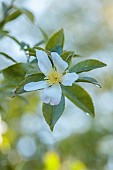 CAROLINE BELL NATIONAL COLLECTION OF SASANQUA CAMELLIAS, DEVON, NOVEMBER, WHITE, PALE PINK FLOWERS, BLOOMS OF CAMELLIA SASANQUA RAINBOW, SHRUBS