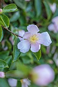 CAROLINE BELL NATIONAL COLLECTION OF SASANQUA CAMELLIAS, DEVON, NOVEMBER, WHITE, PALE PINK FLOWERS, BLOOMS OF CAMELLIA SASANQUA PLANTATION PINK, SHRUBS