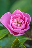 CAROLINE BELL NATIONAL COLLECTION OF SASANQUA CAMELLIAS, DEVON, NOVEMBER, PINK FLOWERS, BLOOMS OF CAMELLIA SASANQUA SPARKLING BURGUNDY, SHRUBS
