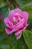 CAROLINE BELL NATIONAL COLLECTION OF SASANQUA CAMELLIAS, DEVON, NOVEMBER, PINK FLOWERS, BLOOMS OF CAMELLIA SASANQUA SPARKLING BURGUNDY, SHRUBS