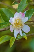 CAROLINE BELL NATIONAL COLLECTION OF SASANQUA CAMELLIAS, DEVON, NOVEMBER, PINK, CREAM FLOWERS, BLOOMS OF CAMELLIA SASANQUA CHOJI GURUMA, SHRUBS