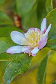 CAROLINE BELL NATIONAL COLLECTION OF SASANQUA CAMELLIAS, DEVON, NOVEMBER, PINK, CREAM FLOWERS, BLOOMS OF CAMELLIA SASANQUA CHOJI GURUMA, SHRUBS