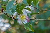 CAROLINE BELL NATIONAL COLLECTION OF SASANQUA CAMELLIAS, DEVON, NOVEMBER, PINK, CREAM FLOWERS, BLOOMS OF CAMELLIA SASANQUA CHOJI GURUMA, SHRUBS