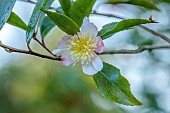 CAROLINE BELL NATIONAL COLLECTION OF SASANQUA CAMELLIAS, DEVON, NOVEMBER, PINK, CREAM FLOWERS, BLOOMS OF CAMELLIA SASANQUA CHOJI GURUMA, SHRUBS