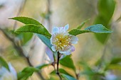 CAROLINE BELL NATIONAL COLLECTION OF SASANQUA CAMELLIAS, DEVON, NOVEMBER, PINK, CREAM FLOWERS, BLOOMS OF CAMELLIA SASANQUA CHOJI GURUMA, SHRUBS
