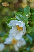 CAROLINE BELL NATIONAL COLLECTION OF SASANQUA CAMELLIAS, DEVON, WHITE FLOWERS, BLOOMS OF CAMELLIA TAGO-NO-TSUKI, TAGO MOON, SHRUBS
