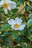CAROLINE BELL NATIONAL COLLECTION OF SASANQUA CAMELLIAS, DEVON, NOVEMBER, WHITE FLOWERS, BLOOMS OF CAMELLIA TAGO-NO-TSUKI, TAGO MOON, SHRUBS