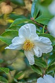 CAROLINE BELL NATIONAL COLLECTION OF SASANQUA CAMELLIAS, DEVON, NOVEMBER, WHITE FLOWERS, BLOOMS OF CAMELLIA TAGO-NO-TSUKI, TAGO MOON, SHRUBS