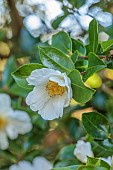 CAROLINE BELL NATIONAL COLLECTION OF SASANQUA CAMELLIAS, DEVON, NOVEMBER, WHITE FLOWERS, BLOOMS OF CAMELLIA TAGO-NO-TSUKI, TAGO MOON, SHRUBS