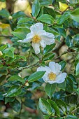 CAROLINE BELL NATIONAL COLLECTION OF SASANQUA CAMELLIAS, DEVON, NOVEMBER, WHITE FLOWERS, BLOOMS OF CAMELLIA TAGO-NO-TSUKI, TAGO MOON, SHRUBS