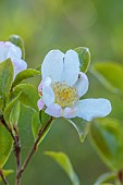 CAROLINE BELL NATIONAL COLLECTION OF SASANQUA CAMELLIAS, DEVON, NOVEMBER, PINK FLOWERS, BLOOMS OF CAMELLIA SASANQUA VERSICOLOR, SHRUBS