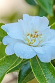 CAROLINE BELL NATIONAL COLLECTION OF SASANQUA CAMELLIAS, DEVON, NOVEMBER, WHITE FLOWERS, BLOOMS OF CAMELLIA SASANQUA SCENTED SNOW, SHRUBS