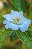 CAROLINE BELL NATIONAL COLLECTION OF SASANQUA CAMELLIAS, DEVON, NOVEMBER, WHITE FLOWERS, BLOOMS OF CAMELLIA SASANQUA SCENTED SNOW, SHRUBS