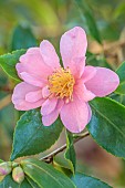 CAROLINE BELL NATIONAL COLLECTION OF SASANQUA CAMELLIAS, NOVEMBER, DEVON, PINK FLOWERS, BLOOMS OF CAMELLIA SASANQUA, SHRUBS
