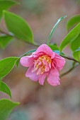 CAROLINE BELL NATIONAL COLLECTION OF SASANQUA CAMELLIAS, NOVEMBER, DEVON, PINK FLOWERS, BLOOMS OF CAMELLIA SASANQUA SHOWA-NO-SAKAE, SHRUBS