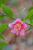 CAROLINE BELL NATIONAL COLLECTION OF SASANQUA CAMELLIAS, NOVEMBER, DEVON, PINK FLOWERS, BLOOMS OF CAMELLIA SASANQUA SHOWA-NO-SAKAE, SHRUBS