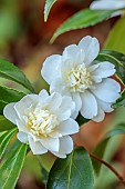 CAROLINE BELL NATIONAL COLLECTION OF SASANQUA CAMELLIAS, DEVON, NOVEMBER, WHITE, CREAM FLOWERS, BLOOMS OF CAMELLIA SASANQUA SNOW FLURRY, SHRUBS