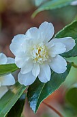 CAROLINE BELL NATIONAL COLLECTION OF SASANQUA CAMELLIAS, DEVON, NOVEMBER, WHITE, CREAM FLOWERS, BLOOMS OF CAMELLIA SASANQUA SNOW FLURRY, SHRUBS