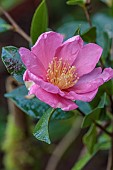 CAROLINE BELL NATIONAL COLLECTION OF SASANQUA CAMELLIAS, DEVON, NOVEMBER, PINK FLOWERS, BLOOMS OF CAMELLIA SASANQUA MOON FESTIVAL, SHRUBS