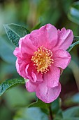 CAROLINE BELL NATIONAL COLLECTION OF SASANQUA CAMELLIAS, DEVON, NOVEMBER, PINK FLOWERS, BLOOMS OF CAMELLIA SASANQUA MOON FESTIVAL, SHRUBS