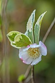 CAROLINE BELL NATIONAL COLLECTION OF SASANQUA CAMELLIAS, DEVON, NOVEMBER, PINK, CREAM FLOWERS, BLOOMS OF CAMELLIA SASANQUA VARIEGATA, SHRUBS