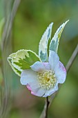 CAROLINE BELL NATIONAL COLLECTION OF SASANQUA CAMELLIAS, DEVON, NOVEMBER, PINK, CREAM FLOWERS, BLOOMS OF CAMELLIA SASANQUA VARIEGATA, SHRUBS