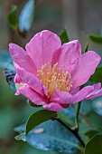 CAROLINE BELL NATIONAL COLLECTION OF SASANQUA CAMELLIAS, DEVON, NOVEMBER, PINK FLOWERS, BLOOMS OF CAMELLIA SASANQUA MOON FESTIVAL, SHRUBS