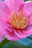CAROLINE BELL NATIONAL COLLECTION OF SASANQUA CAMELLIAS, DEVON, NOVEMBER, PINK FLOWERS, BLOOMS OF CAMELLIA SASANQUA MOON FESTIVAL, SHRUBS