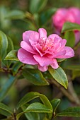 CAROLINE BELL NATIONAL COLLECTION OF SASANQUA CAMELLIAS, DEVON, NOVEMBER, PINK, FLOWERS, BLOOMS OF CAMELLIA SASANQUA SPARKLING BURGUNDY, SHRUBS