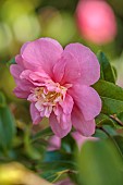 CAROLINE BELL NATIONAL COLLECTION OF SASANQUA CAMELLIAS, DEVON, NOVEMBER, PINK, FLOWERS, BLOOMS OF CAMELLIA SASANQUA SPARKLING BURGUNDY, SHRUBS
