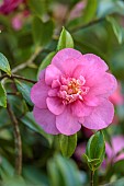 CAROLINE BELL NATIONAL COLLECTION OF SASANQUA CAMELLIAS, DEVON, NOVEMBER, PINK, FLOWERS, BLOOMS OF CAMELLIA SASANQUA SPARKLING BURGUNDY, SHRUBS