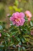 CAROLINE BELL NATIONAL COLLECTION OF SASANQUA CAMELLIAS, DEVON, NOVEMBER, PINK, FLOWERS, BLOOMS OF CAMELLIA SASANQUA SPARKLING BURGUNDY, SHRUBS