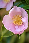 CAROLINE BELL NATIONAL COLLECTION OF SASANQUA CAMELLIAS, DEVON, NOVEMBER, PINK FLOWERS, BLOOMS OF CAMELLIASASANQUA PLANTATION PINK, SHRUBS