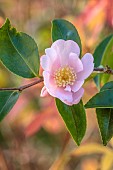 CAROLINE BELL NATIONAL COLLECTION OF SASANQUA CAMELLIAS, DEVON, NOVEMBER, PINK FLOWERS, BLOOMS OF CAMELLIASASANQUA PLANTATION PINK, SHRUBS