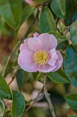 CAROLINE BELL NATIONAL COLLECTION OF SASANQUA CAMELLIAS, DEVON, NOVEMBER, PINK FLOWERS, BLOOMS OF CAMELLIASASANQUA PLANTATION PINK, SHRUBS
