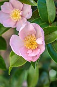 CAROLINE BELL NATIONAL COLLECTION OF SASANQUA CAMELLIAS, DEVON, NOVEMBER, PINK FLOWERS, BLOOMS OF CAMELLIASASANQUA PLANTATION PINK, SHRUBS