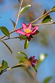 CAROLINE BELL NATIONAL COLLECTION OF SASANQUA CAMELLIAS, DEVON, PINK FLOWERS, BLOOMS OF CAMELLIA SASANQUA LAVENDER QUEEN, SHRUBS