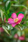 CAROLINE BELL NATIONAL COLLECTION OF SASANQUA CAMELLIAS, DEVON, PINK FLOWERS, BLOOMS OF CAMELLIA SASANQUA LAVENDER QUEEN, SHRUBS