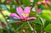 CAROLINE BELL NATIONAL COLLECTION OF SASANQUA CAMELLIAS, DEVON, PINK FLOWERS, BLOOMS OF CAMELLIA SASANQUA LAVENDER QUEEN, SHRUBS