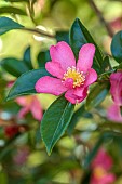 CAROLINE BELL NATIONAL COLLECTION OF SASANQUA CAMELLIAS, DEVON, PINK FLOWERS, BLOOMS OF CAMELLIA SASANQUA LAVENDER QUEEN, SHRUBS