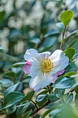 CAROLINE BELL NATIONAL COLLECTION OF SASANQUA CAMELLIAS, DEVON, PINK, WHITE FLOWERS, BLOOMS OF CAMELLIA SASANQUA PARADISE SUSAN, SHRUBS