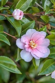 CAROLINE BELL NATIONAL COLLECTION OF SASANQUA CAMELLIAS, DEVON, NOVEMBER, PINK FLOWERS, BLOOMS OF CAMELLIA SASANQUA AGNES O. SOLOMON, SHRUBS