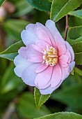 CAROLINE BELL NATIONAL COLLECTION OF SASANQUA CAMELLIAS, DEVON, NOVEMBER, PINK FLOWERS, BLOOMS OF CAMELLIA SASANQUA AGNES O. SOLOMON, SHRUBS