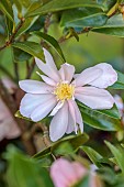 CAROLINE BELL NATIONAL COLLECTION OF SASANQUA CAMELLIAS, DEVON, PINK FLOWERS, BLOOMS OF CAMELLIA SASANQUA JEAN MAY, SHRUBS