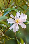 CAROLINE BELL NATIONAL COLLECTION OF SASANQUA CAMELLIAS, DEVON, PINK FLOWERS, BLOOMS OF CAMELLIA SASANQUA JEAN MAY, SHRUBS