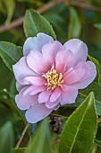 CAROLINE BELL NATIONAL COLLECTION OF SASANQUA CAMELLIAS, DEVON, NOVEMBER, PINK FLOWERS, BLOOMS OF CAMELLIA SASANQUA AGNES O. SOLOMON, SHRUBS