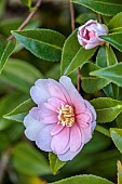 CAROLINE BELL NATIONAL COLLECTION OF SASANQUA CAMELLIAS, DEVON, NOVEMBER, PINK FLOWERS, BLOOMS OF CAMELLIA SASANQUA AGNES O. SOLOMON, SHRUBS