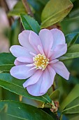 CAROLINE BELL NATIONAL COLLECTION OF SASANQUA CAMELLIAS, DEVON, NOVEMBER, PINK FLOWERS, BLOOMS OF CAMELLIA SASANQUA AGNES O. SOLOMON, SHRUBS